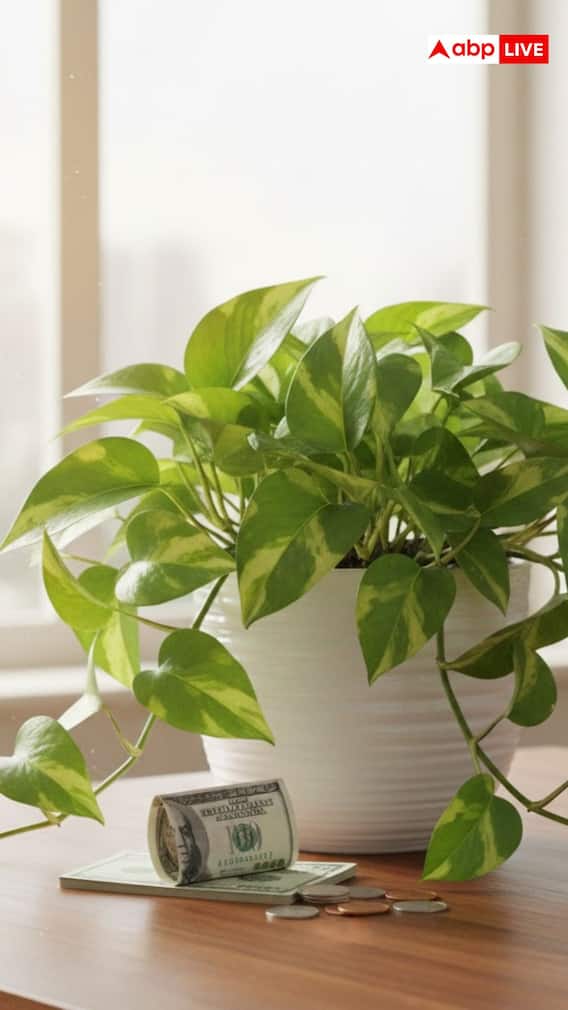 मनी प्लांटमध्ये टाका स्वयंपाकघरातल्या या 2 गोष्टी, खूप वाढेल धन