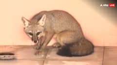 तेलंगाना के वाविलालपल्ली के एक ऑफिस में घुसी लोमड़ी, अनोखा नजारा देखने के लिए सैंकड़ों में इकट्ठा हुए लोग