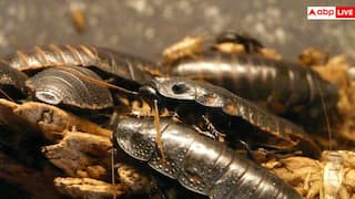 Cockroach Control: बार-बार भगाने के बाद भी क्यों खत्म नहीं होते कॉकरोच? ये टिप्स आजमाए तो चुटकियों में दूर होगी दिक्कत