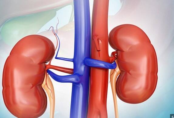 2. ਜੇਕਰ ਕਿਸੇ ਨੂੰ ਪਹਿਲਾਂ ਹੀ ਗੁਰਦੇ ਦੀਆਂ ਸਮੱਸਿਆਵਾਂ ਹਨ, ਤਾਂ ਉਸਨੂੰ ਕੁਝ ਖਾਸ ਭੋਜਨ ਜਿਵੇਂ ਕਿ ਗਿਰੀਦਾਰ, ਮੂੰਗਫਲੀ, ਪਾਲਕ, ਲਾਲ ਮੀਟ, ਚਿਕਨ, ਪਨੀਰ ਅਤੇ ਕਈ ਡੇਅਰੀ ਉਤਪਾਦ ਖਾਣ ਤੋਂ ਪਰਹੇਜ਼ ਕਰਨਾ ਚਾਹੀਦਾ ਹੈ। ਇਨ੍ਹਾਂ ਵਿੱਚ ਆਕਸੀਲੇਟ ਅਤੇ ਪ੍ਰੋਟੀਨ ਦੀ ਮਾਤਰਾ ਜ਼ਿਆਦਾ ਹੁੰਦੀ ਹੈ, ਜੋ ਪੱਥਰੀ ਬਣਨ ਵਿੱਚ ਯੋਗਦਾਨ ਪਾਉਂਦੇ ਹਨ। 3. ਕਸਰਤ ਨਾ ਸਿਰਫ਼ ਸਰੀਰ ਨੂੰ ਤੰਦਰੁਸਤ ਰੱਖਦੀ ਹੈ ਬਲਕਿ ਗੁਰਦਿਆਂ ਨੂੰ ਸਿਹਤਮੰਦ ਪਿਸ਼ਾਬ ਪ੍ਰਵਾਹ ਬਣਾਈ ਰੱਖਣ ਵਿੱਚ ਵੀ ਮਦਦ ਕਰਦੀ ਹੈ, ਜਿਸ ਨਾਲ ਗੁਰਦੇ ਦੀ ਪੱਥਰੀ ਬਣਨ ਦਾ ਖ਼ਤਰਾ ਘੱਟ ਜਾਂਦਾ ਹੈ। 4- ਕੈਲਸ਼ੀਅਮ ਹੱਡੀਆਂ ਅਤੇ ਹੋਰ ਅੰਗਾਂ ਲਈ ਜ਼ਰੂਰੀ ਹੈ, ਪਰ ਪੂਰਕਾਂ ਰਾਹੀਂ ਇਸਦਾ ਬਹੁਤ ਜ਼ਿਆਦਾ ਸੇਵਨ ਗੁਰਦੇ ਦੀ ਪੱਥਰੀ ਦੇ ਜੋਖਮ ਨੂੰ ਵਧਾ ਸਕਦਾ ਹੈ। ਇਸ ਲਈ, ਡਾਕਟਰ ਦੀ ਸਲਾਹ ਲਏ ਬਿਨਾਂ ਇਨ੍ਹਾਂ ਦਾ ਸੇਵਨ ਕਰਨ ਤੋਂ ਬਚੋ।