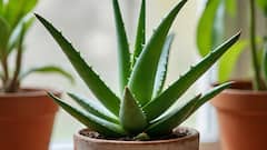 उपाशीपोटी कोरफड रस किती फायदेशीर? किती धोकादायक?