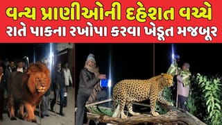 Junagadh Farmers : વન્ય પ્રાણીઓની દહેશત વચ્ચે ખેડૂતો રાતે ઉજાગરા કરવા મજબૂર