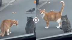 Video: बिल्लियों ने सेट की कबूतर की फिल्डिंग, कार वाले ने होरन मार कर दिया खेला, देखें वीडियो