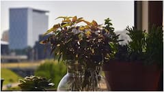 చలికాలంలో ఇంట్లో సులభంగా పెంచగలిగే పండ్ల మొక్కలు ఇవే.. ఏవి బెస్ట్ అంటే..