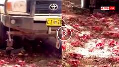 Video: इस आइलैंड पर अंडे देने सड़कों पर आते हैं केकड़े, कुचलने से ऐसे बचाते हैं कार वाले