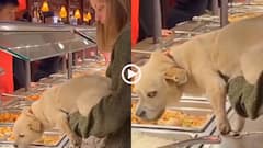Video: कुत्ते को खिलाया काउंटर पर लगा खाना, महिला की करतूत देख भड़के लोग, बोले- Zero Shame
