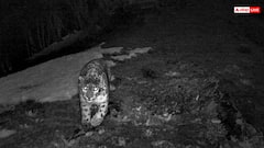 गंगोत्री में भीषण ठंड से जमे नदी-नाले, स्नो लेपर्ड निगरानी के लिए वन विभाग ने लगाए ट्रैप कैमरे