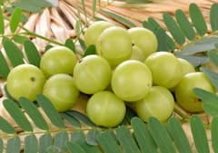 ਸਰਦੀਆਂ 'ਚ ਆਂਵਲਾ ਖਾਣ ਦੇ ਅਦਭੁਤ ਫਾਇਦੇ: ਠੰਡ ਤੋਂ ਬਚਾਅ ਅਤੇ ਇਮਿਊਨਿਟੀ ਵਧਾਉਣ ਦਾ ਕੁਦਰਤੀ ਤੋਹਫ਼ਾ