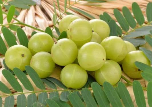 ਸਰਦੀਆਂ 'ਚ ਆਂਵਲਾ ਖਾਣ ਦੇ ਅਦਭੁਤ ਫਾਇਦੇ: ਠੰਡ ਤੋਂ ਬਚਾਅ ਅਤੇ ਇਮਿਊਨਿਟੀ ਵਧਾਉਣ ਦਾ ਕੁਦਰਤੀ ਤੋਹਫ਼ਾ