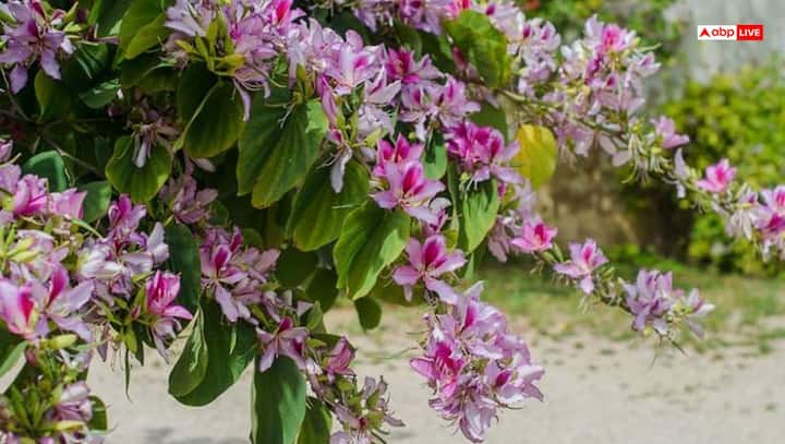 अगर आप किसी कारण इस पौधे को पूर्व दिशा में नहीं लगा पाएं तो इसे उत्तर दिशा में भी लगा सकते हैं. इसे कुबेर देवता की दिशा माना जाता है. उत्तर दिशा में कोविदार वृक्ष को लगाने से आर्थिक परेशानियों से राहत मिलती है, साथ ही घर में धन्य की वृद्धि होती है.