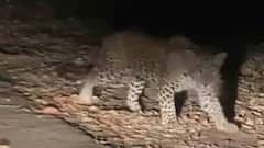 जयपुर में तेंदुए का आतंक खत्म! 3 दिन के खौफ के बाद देर रात पुलिस ने किया रेस्क्यू