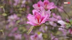 Vastu Tips: कोविदार वृक्ष लगाने की शुभ दिशा जानें, मिलेगी भगवान की विशेष कृपा