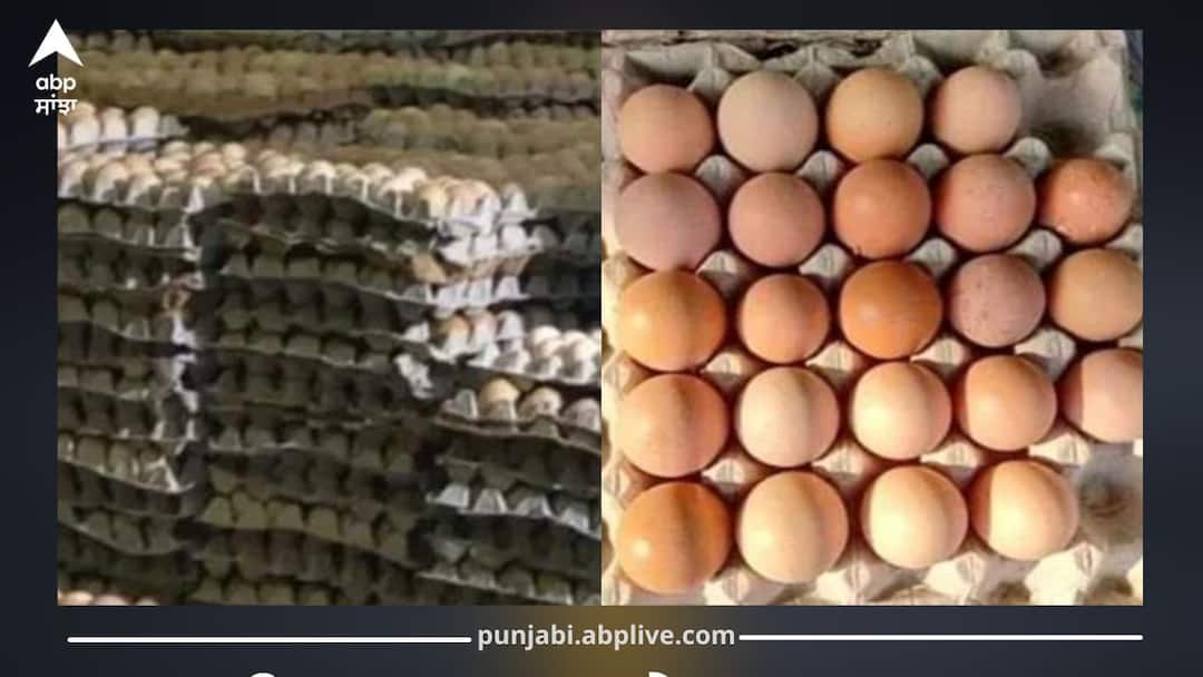 Fake Desi Eggs Exposed: Over 80,000 Colored Eggs Seized in Major Food Safety Action ਨਕਲੀ ਦੇਸੀ ਅੰਡਿਆਂ ਦਾ ਵੱਡਾ ਖੁਲਾਸਾ, ਰੰਗ ਲਗਾ ਕੇ ਵੇਚੇ ਜਾ ਰਹੇ 80 ਹਜ਼ਾਰ ਤੋਂ ਵੱਧ ਅੰਡੇ ਜਬਤ…ਫੂਡ ਸੇਫਟੀ ਵਿਭਾਗ ਦੀ ਵੱਡੀ ਕਾਰਵਾਈ