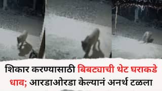 Pune leopard: शिकार करण्यासाठी बिबट्याची थेट घराकडे धाव; आरडाओरडा केल्यानं अनर्थ टळला, सीसीटीव्हीत कॅमेऱ्यात घटना कैद