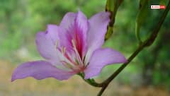 Vastu Tips: कोविदार वृक्ष लगाने की शुभ दिशा जानें, मिलेगी भगवान की विशेष कृपा