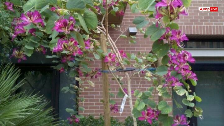 कोविदार का हर-भरा पौधा घर में सौभाग्य लेकर आता है. ऐसे में इसे साफ स्थान पर लगाना चाहिए. खासतौर पर इसे घर के दीवारों से थोड़ी दूरी पर लगाना चाहिए, क्योंकि धीरे-धीरे यह वृक्ष काफी बड़ा होता है.