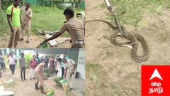 அலுவலகத்தில் விஷப்பாம்பு! அலறியடித்து ஓடிய ஊழியர்கள்: லாவகமாக பிடித்த தீயணைப்பு வீரர்கள்..!