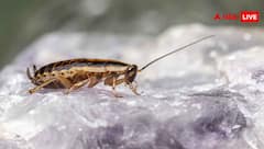दुनिया में कॉकरोच की कितनी प्रजातियां, क्या ये जीव डायनासोर से भी पुराने?