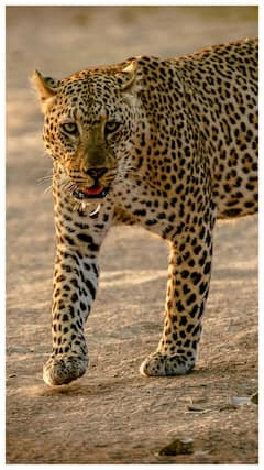 चित्ता किती वर्ष जगतो?