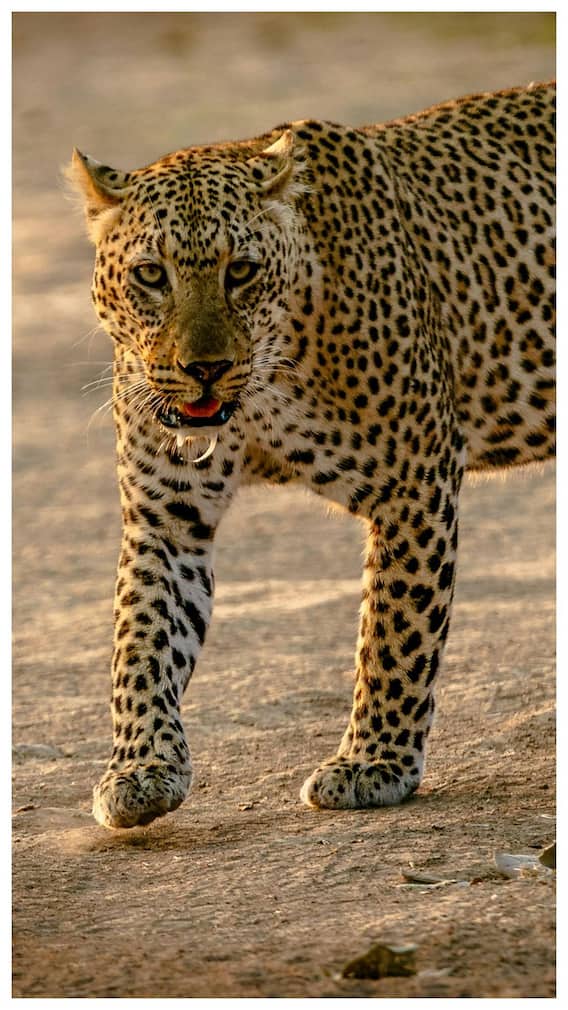 कितने साल तक जिंदा रहता है चीता?