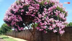 Vastu Tips: कोविदार वृक्ष लगाने की शुभ दिशा जानें, मिलेगी भगवान की विशेष कृपा