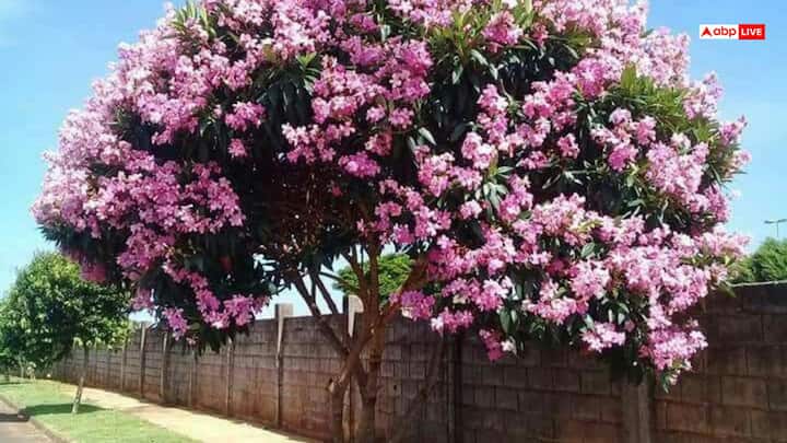 हिंदू धर्म और शास्त्रों में कोविदार के वृक्ष को बेहद शुभ माना गया है. मान्यता है कि इस खास वृक्ष को ऋषि कश्यप ने मंदार और पारिजात से मिलाकर बनाया था. वस्तु के अनुसार इसे घर में सही दिशा में लगाने से शुभ फल की प्राप्ति होती है. ऐसा करने से घर की परेशानियां दूर होती, साथ ही भगवान की विशेष कृपा प्राप्त होती है.