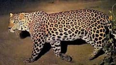 जयपुर के शहरी इलाके में लेपर्ड का आतंक: लोग हाथों में लाठी-डंडा लेकर खुद सुरक्षा में जुटे, कॉलोनियों में सन्नाटा