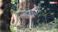 यूपी में मां के साथ सो रही मासूम बच्ची को उठा ले गया अज्ञात जंगली जानवर, खेत में मिला शव