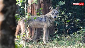 बहराइच में घर के बाहर खेल रहे 5 साल के बच्चे को भेड़ियों ने बनाया निशाना, मासूम की हुई मौत