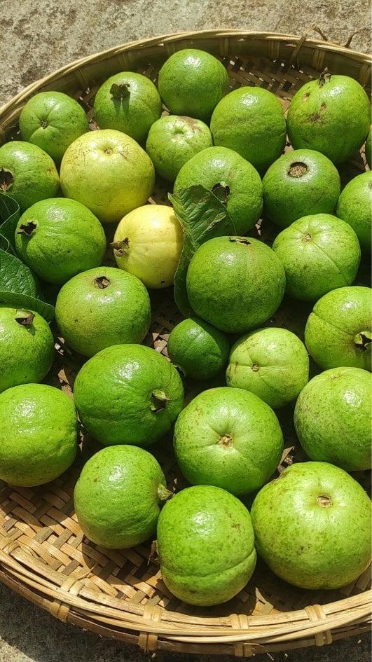 లంచ్ టైమ్​లో జామకాయ తింటే కలిగే లాభాలివే