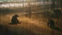 मीरवाइज उमर फारूक के घर के पास दिखे भालू, कश्मीर यूनिवर्सिटी कैंपस में भी आए नजर