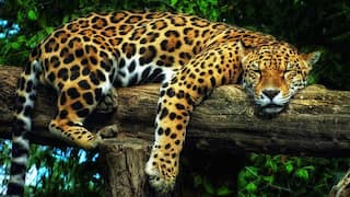 International Jaguar Day 2025: 8 Jaw-Dropping Jaguar Facts Every Wildlife Lover Must Know