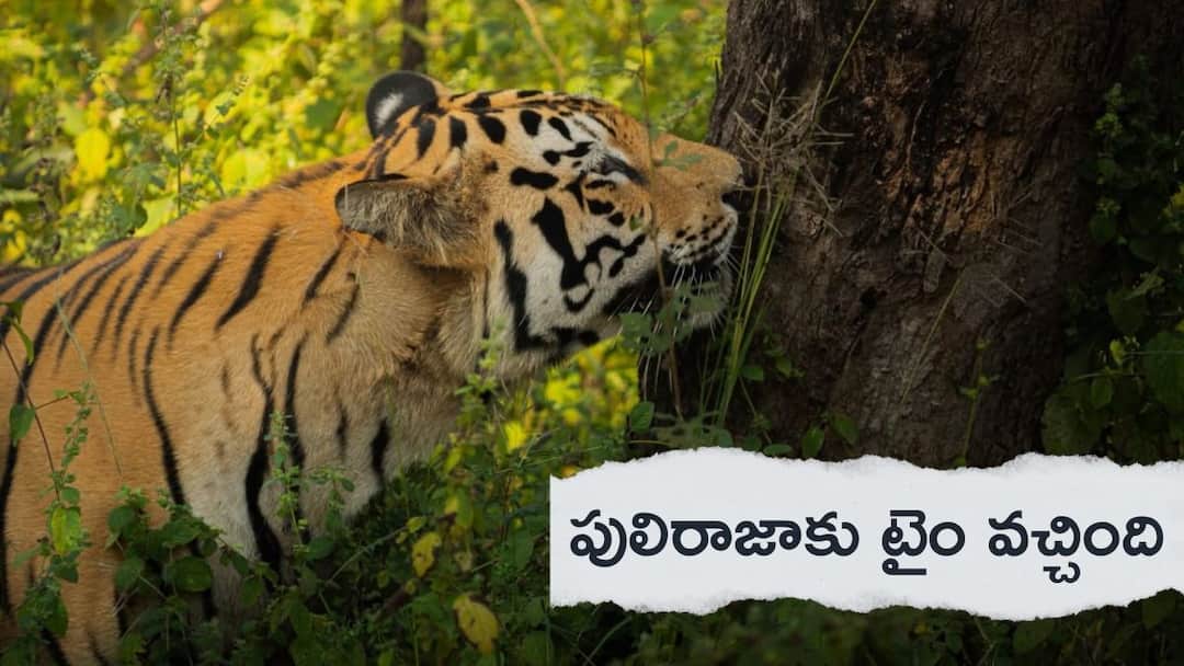 A tiger sets foot in Qawwal Sanctuary after five years adilabad latest news Adilabad Tiger News: ఐదేళ్ల తర్వాత కవ్వాల్ అభయారణ్యంలో కాలుమోపిన పెద్దపులి- శాశ్వతంగా ఉండేలా అధికారుల చర్యలు