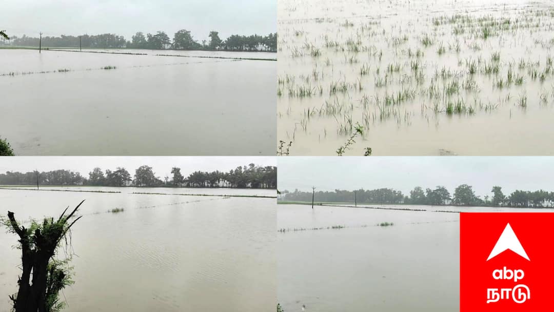 Ditwah cyclone: மயிலாடுதுறையில் தத்தளிக்கும் விளைநிலங்கள் : 22,000 ஏக்கர் சம்பா நெற்பயிர்கள் நீரில் மூழ்கி அழுகும் அபாயம்! வேதனையில் விவசாயிகள்..!