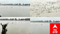 Ditwah cyclone: மயிலாடுதுறையில் தத்தளிக்கும் விளைநிலங்கள் : 22,000 ஏக்கர் சம்பா நெற்பயிர்கள் நீரில் மூழ்கி அழுகும் அபாயம்! வேதனையில் விவசாயிகள்..!