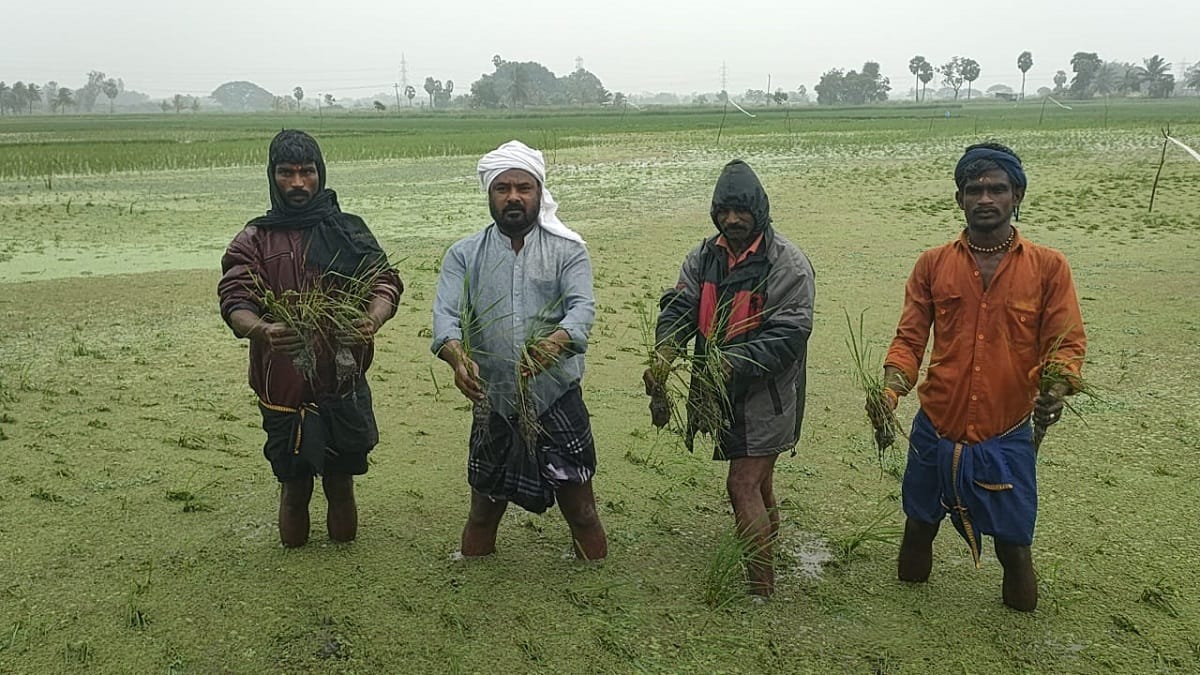 11 ஆயிரம் ஏக்கருக்கு மேல் நீரில் மூழ்கியுள்ள நெற் பயிர்கள்: தஞ்சாவூர் மாவட்ட விவசாயிகள் சோகம்