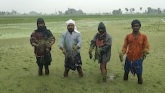 11 ஆயிரம் ஏக்கருக்கு மேல் நீரில் மூழ்கியுள்ள நெற் பயிர்கள்: தஞ்சாவூர் மாவட்ட விவசாயிகள் சோகம்