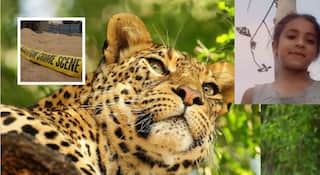 Gondia Leopard Attack: वडिलांसोबत शेतात गेलेल्या चिमुकलीवर दबा धरून बसलेल्या बिबट्याची झडप; 9 वर्षीय रुचीला अक्षरशः फरफटत नेलं; उपचारादरम्यान मृत्यू