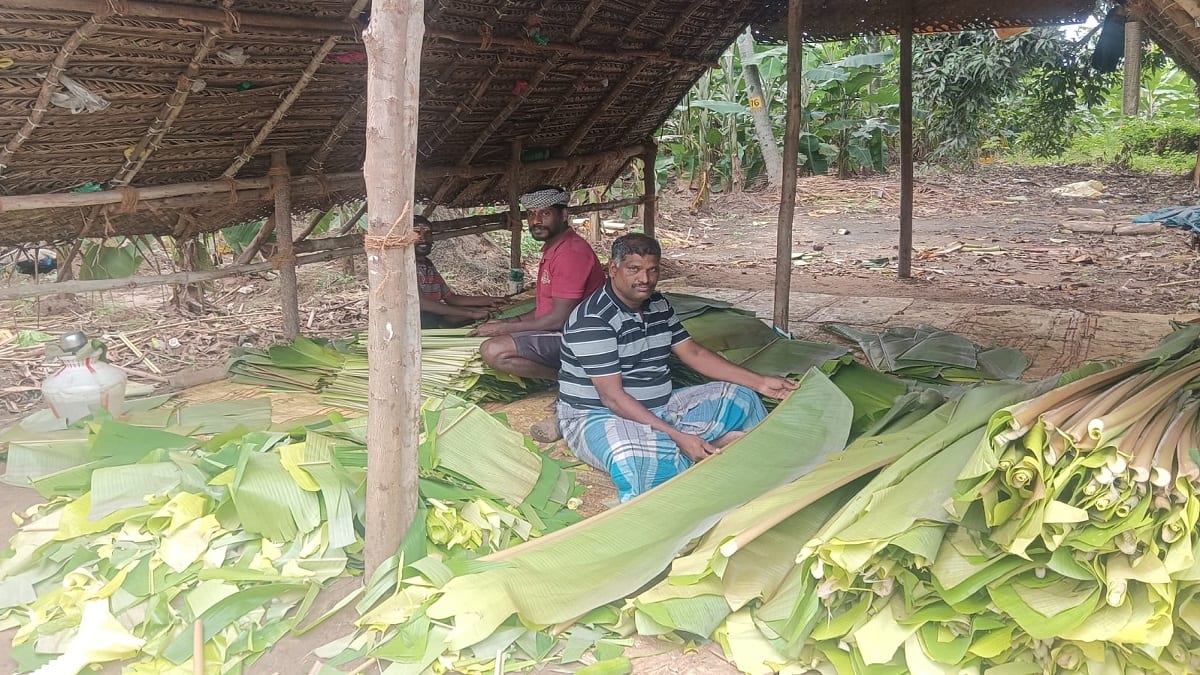 டிட்வா புயலால் தொடர் மழை... 25 லட்சம் வாழை இலை அறுவடை முடக்கம்