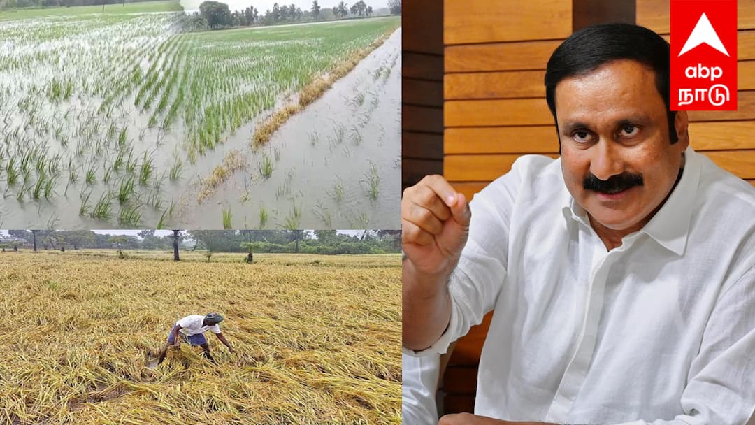 காவிரி டெல்டா விவசாயிகள் துயரம்: டிட்வா புயல் சேதம் ! அரசு  நிவாரணம் வழங்க வேண்டும் ; அன்புமணி ராமதாஸ் வலியுறுத்தல் !