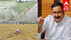 காவிரி டெல்டா விவசாயிகள் துயரம்: டிட்வா புயல் சேதம் ! அரசு  நிவாரணம் வழங்க வேண்டும் ; அன்புமணி ராமதாஸ் வலியுறுத்தல் !