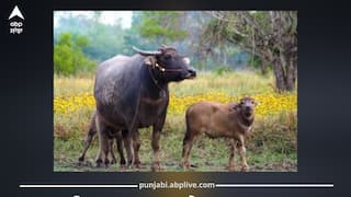 ਪਸ਼ੂਆਂ 'ਚ ਤੇਜ਼ੀ ਨਾਲ ਫੈਲ ਰਹੀ ਇਹ ਬਿਮਾਰੀ, ਹੁਣ ਤੱਕ 8 ਮਰੇ, ਪੰਜਾਬ ਦੇ ਪਸ਼ੂਪਾਲਕਾਂ 'ਚ ਮੱਚੀ ਹਾਹਾਕਾਰ, ਵਿਭਾਗ ਵੱਲੋਂ ਸੈਂਪਲ ਭਰੇ ਗਏ