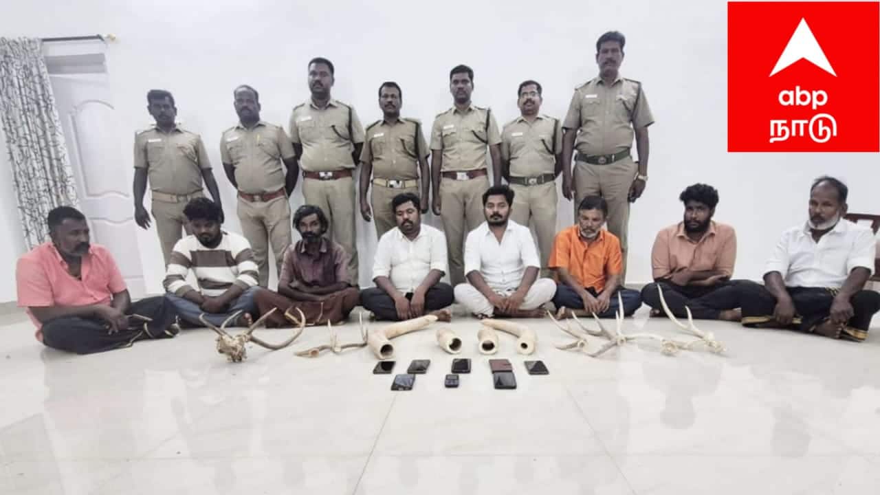 Sivaganga ; யானைத் தந்தம் கடத்தல்: 8 பேர் கைது!  வனத்துறை அதிரடி, காவலர் தொடர்பு? பரபரப்பு விசாரணை!