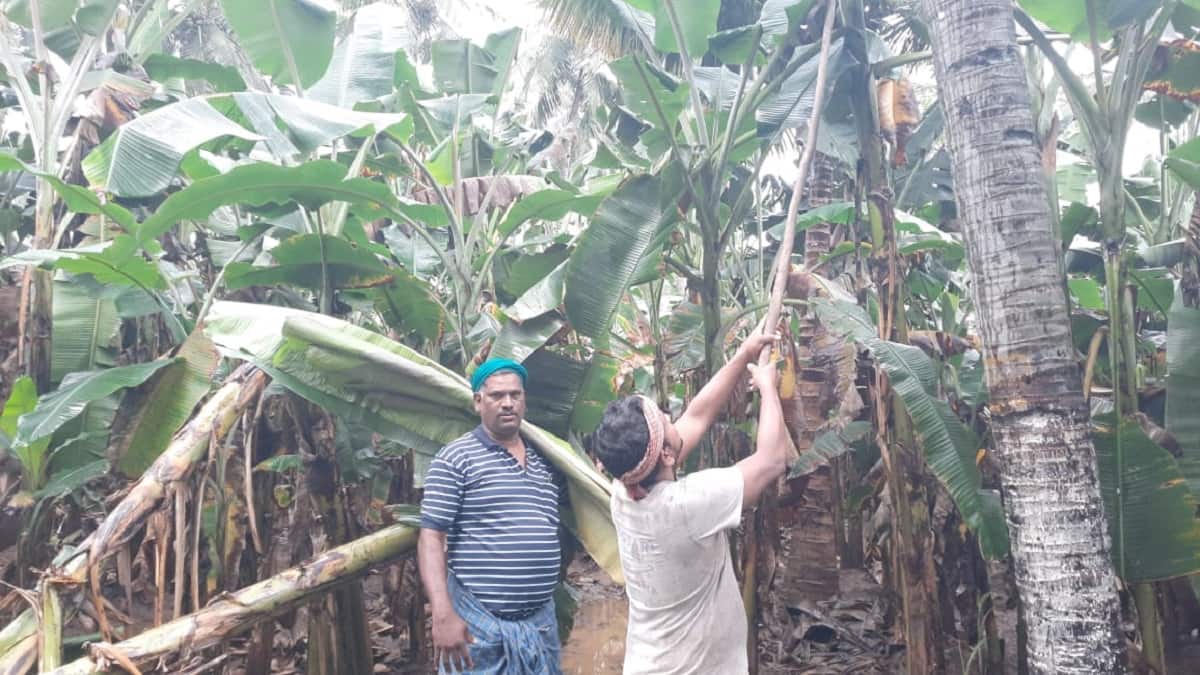 டிட்வா புயலால் தொடர் மழை... 25 லட்சம் வாழை இலை அறுவடை முடக்கம்