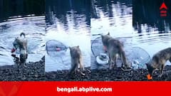 জল থেকে টেনে তুলল জাল, বের করে খেল কাঁকড়া ধরার টোপ, অবিকল মানুষের কায়দায় যন্ত্র ব্যবহার করল নেকড়ে