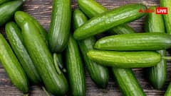 किन लोगों को गलती से भी नहीं खाना चाहिए खीरा? जानें इसके साइड इफेक्ट्स, एलर्जी और अन्य खतरे