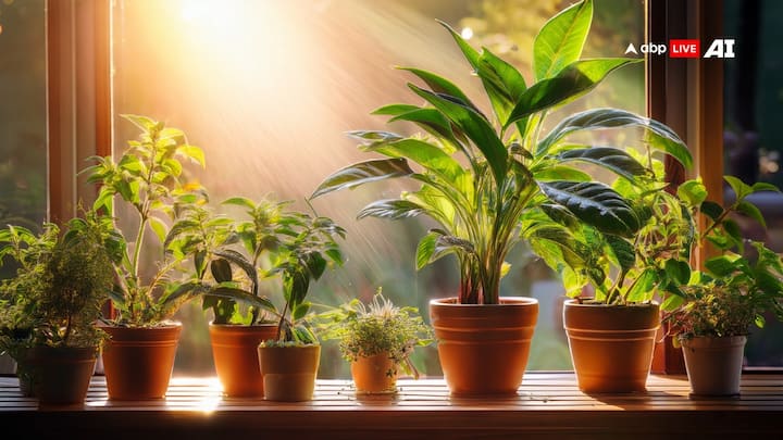 According to Vastu Shastra, if a person sees some special trees and plants as soon as he wakes up in the morning, then positive energy is transmitted throughout the day and sorrows and obstacles are reduced.