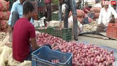 अलवर के लाल प्याज ने  किसानों को रुलाया! करोड़ों रुपये के नुकसान का अनुमान,  खेत में ही नष्ट करनी पड़ी फसल