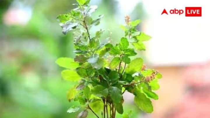 તુલસી: જો કોઈ સવારે વહેલા ઉઠીને તુલસીનો છોડ જોવે છે તેને દેવી લક્ષ્મીના દર્શન થયા હોવાનું માનવામાં આવે છે. કારણ કે તુલસીને દેવી લક્ષ્મીનું સ્વરૂપ માનવામાં આવે છે. સ્નાન કર્યા પછી તુલસીના છોડને જળ ચઢાવવું અને તેની પૂજા કરવી પણ અત્યંત શુભ અને સકારાત્મક માનવામાં આવે છે.