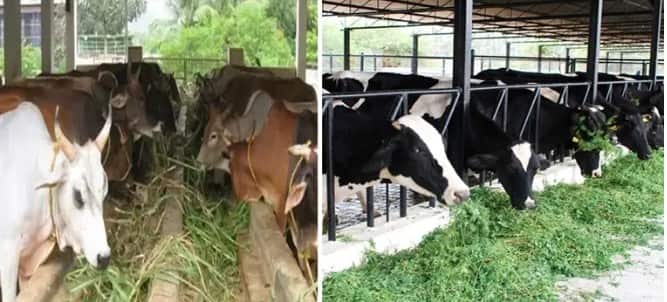 ਨਗਰ ਨਿਗਮ ਨੂੰ ਇਨ੍ਹਾਂ ਰੁਕਾਵਟਾਂ ਨੂੰ ਸਾਫ਼ ਕਰਨ ਲਈ ਹਰ ਸਾਲ ਕਰੋੜਾਂ ਰੁਪਏ ਦਾ ਖਰਚਾ ਆਉਂਦਾ ਹੈ, ਜੋ ਕਿ ਨਿਗਮ ਦੇ ਵਿੱਤੀ ਬਜਟ 'ਤੇ ਇੱਕ ਵੱਡਾ ਬੋਝ ਹੈ। ਇਸ ਤੋਂ ਇਲਾਵਾ, ਡੇਅਰੀਆਂ ਦਾ ਬੇਕਾਬੂ ਵਿਸਥਾਰ ਬਦਬੂ ਅਤੇ ਮੱਖੀਆਂ ਕਾਰਨ ਸ਼ਹਿਰ ਵਾਸੀਆਂ ਦੀ ਸਿਹਤ 'ਤੇ ਗੰਭੀਰ ਪ੍ਰਭਾਵ ਪਾ ਰਿਹਾ ਹੈ, ਜਿਸ ਨਾਲ ਬਿਮਾਰੀਆਂ ਦਾ ਵੱਡਾ ਖ਼ਤਰਾ ਪੈਦਾ ਹੋ ਰਿਹਾ ਹੈ। ਮੀਟਿੰਗ ਦੇ ਅੰਤ ਵਿੱਚ, ਅਧਿਕਾਰੀਆਂ ਨੇ ਸਪੱਸ਼ਟ ਕੀਤਾ ਕਿ ਇਹ ਫੈਸਲਾ ਸ਼ਹਿਰ ਦੀ ਸਫਾਈ, ਸਿਹਤ ਸੁਰੱਖਿਆ ਅਤੇ ਵਿਕਾਸ ਨੂੰ ਬਣਾਈ ਰੱਖਣ ਲਈ ਬਹੁਤ ਮਹੱਤਵਪੂਰਨ ਹੈ ਅਤੇ ਇਸ ਵਿੱਚ ਕਿਸੇ ਵੀ ਤਰ੍ਹਾਂ ਦੀ ਲਾਪਰਵਾਹੀ ਨੂੰ ਬਰਦਾਸ਼ਤ ਨਹੀਂ ਕੀਤਾ ਜਾਵੇਗਾ।